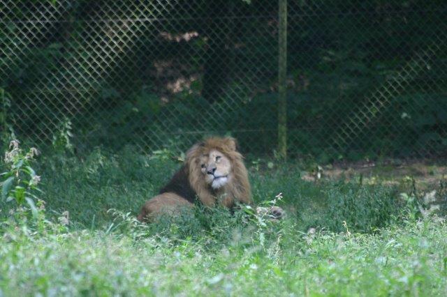 20 ovo_zoo 2016-09-06 139.jpg